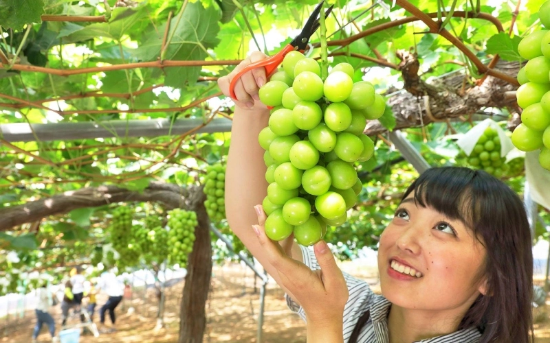 Khi chọn mua nho bạn nên biết những đặc điểm sau để chọn được chùm nho ngon
