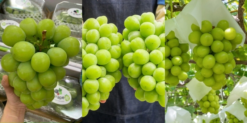 Nho mẫu đơn có 3 loại
