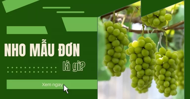 Nho mẫu đơn là gì