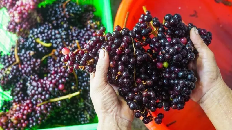Quả nho rừng thường mọc nhiều nhất là miền núi phía Tây Bắc