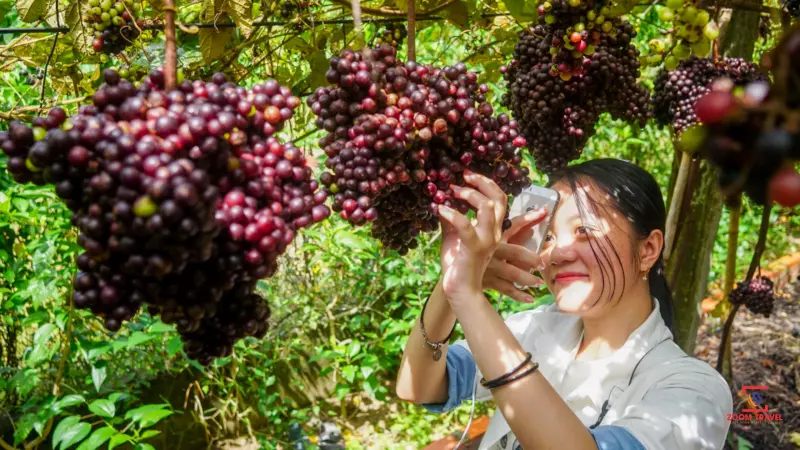 Hiện nay không quá khó để tìm mua quả nho rừng