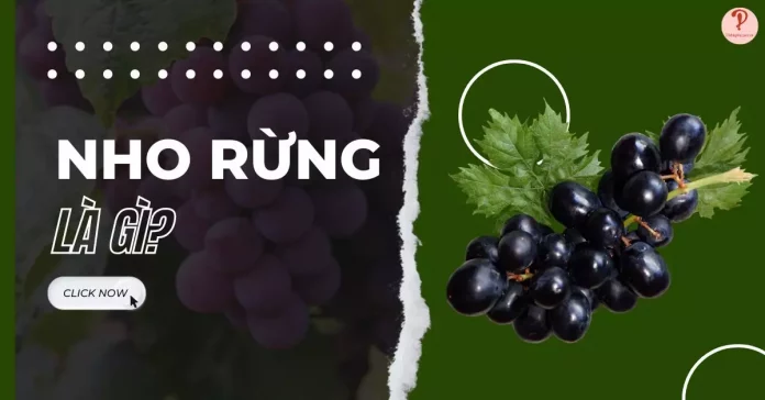 Nho rừng là gì