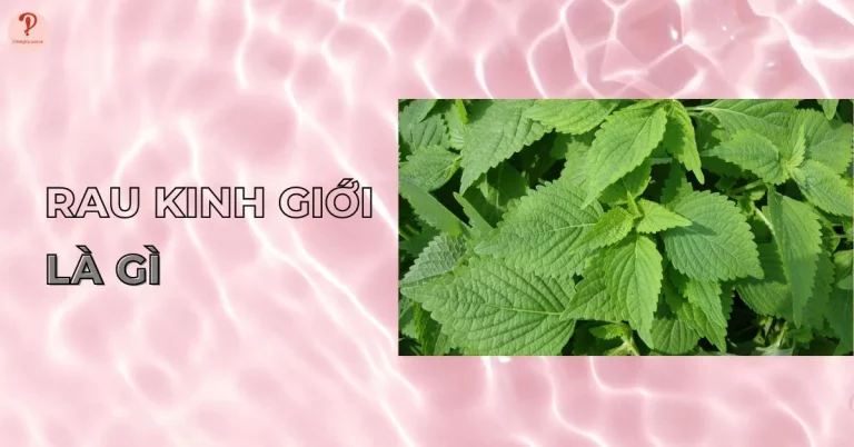 rau kinh giới là gì