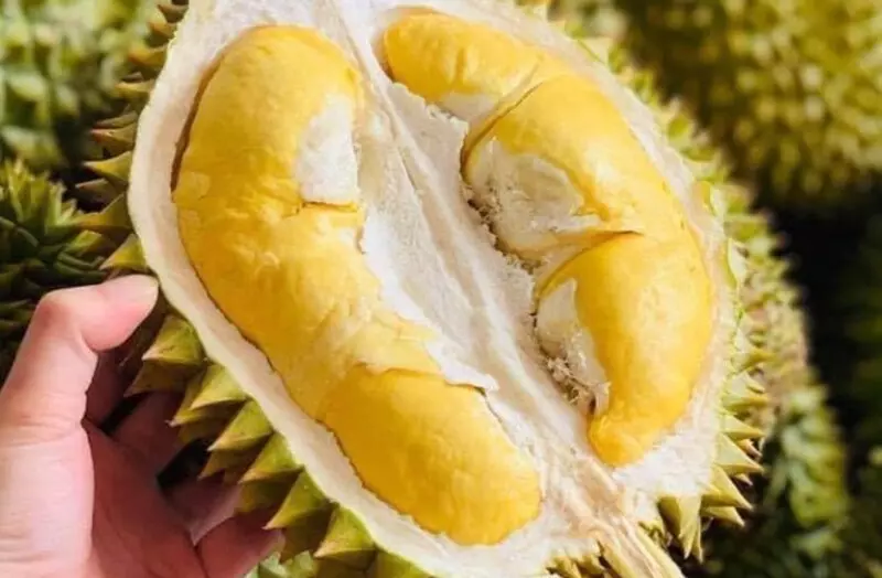 Sâu riêng chuồng bò có nguồn gốc từ các tỉnh miền Tây