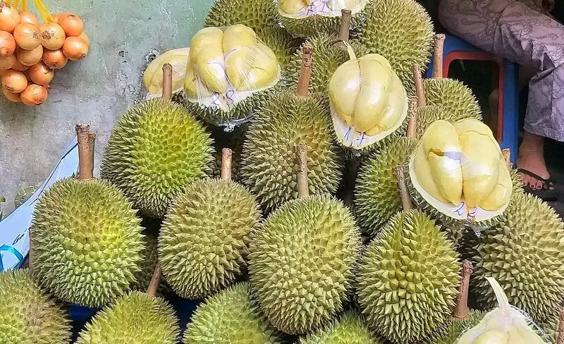 Bạn có thể dễ dàng tìm mua sầu riêng chuồng bò tại các cửa hàng chuyên bán trái cây
