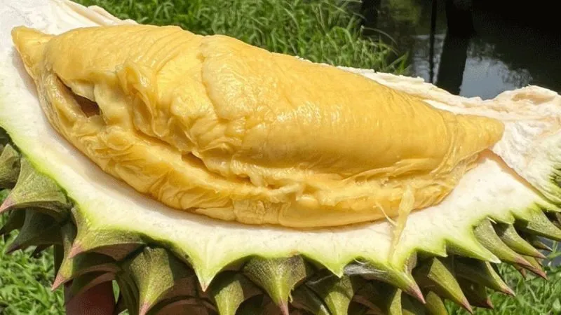 Sầu riêng ri6 chứa khá nhiều dưỡng chất tốt cho sức khỏe