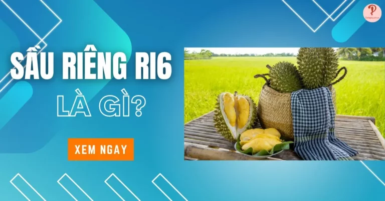 sầu riêng ri6 là gì