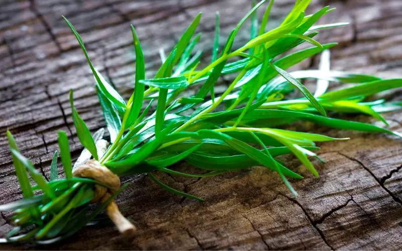 Tarragon là gì?