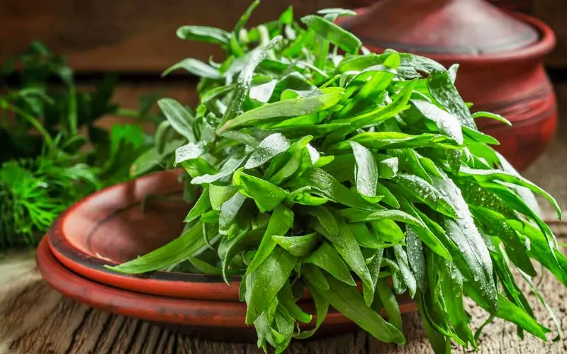 Thành phần dinh dưỡng của Tarragon