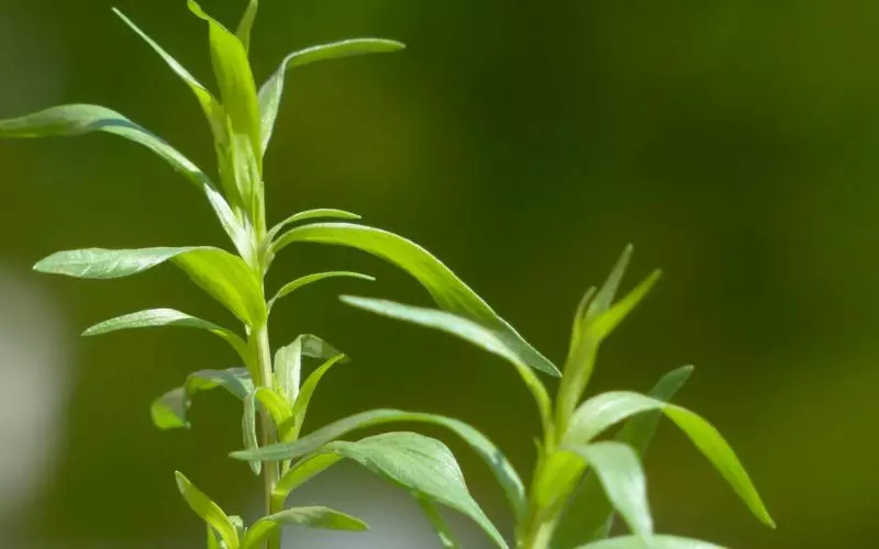 Kiểm soát sự thèm ăn