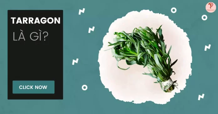 tarragon là gì