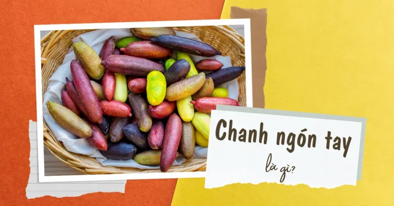 Chanh ngón tay là gì? Thành phần dinh dưỡng của chanh ngón tay