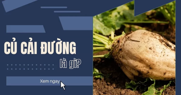 củ cải đường là gì