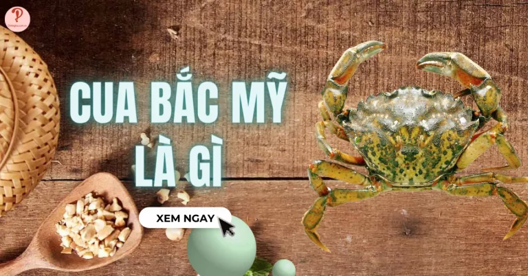 Cua Bắc Mỹ là gì? Giá trị dinh dưỡng và công dụng của cua Bắc Mỹ