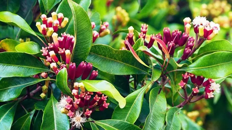 Đinh hương vừa là dược liệu vừa là gia vị phổ biến trong các món ăn