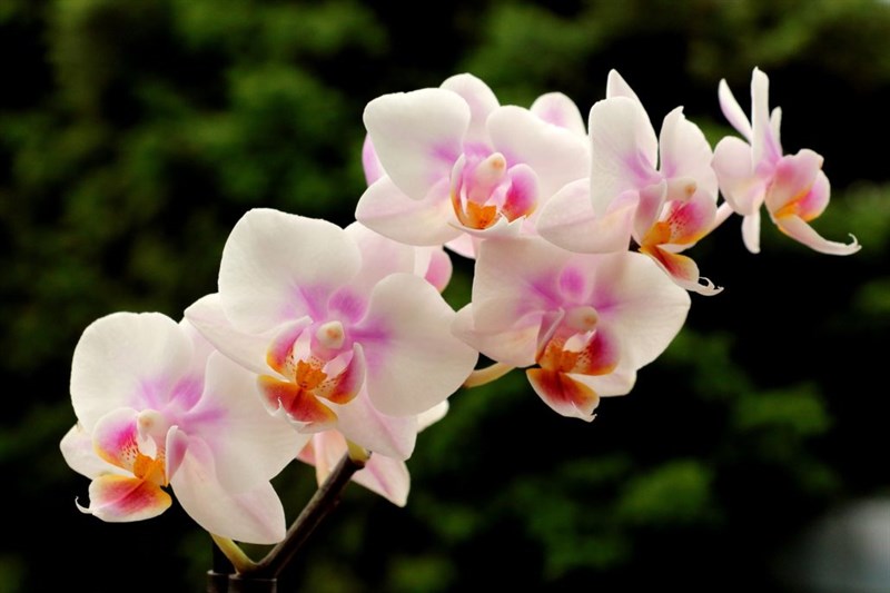 Đặc điểm hoa lan