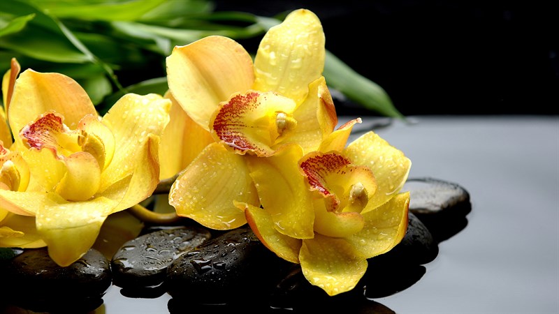 Ý nghĩa của hoa lan theo mệnh Thủy