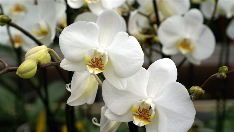 Ý nghĩa của hoa lan trắng