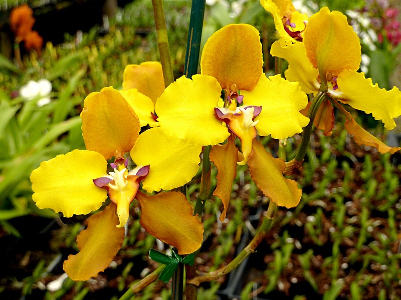 Ý nghĩa của hoa lan vàng