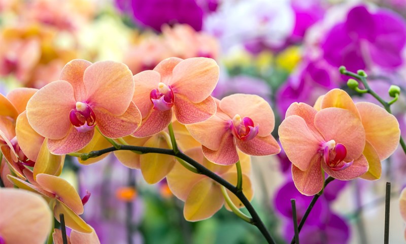 Ý nghĩa hoa lan trong tình yêu