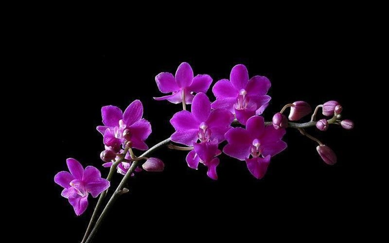 Ý nghĩa của hoa lan theo mệnh Hỏa