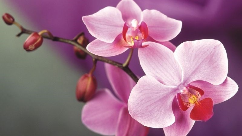 Ý nghĩa của hoa lan theo mệnh Thổ