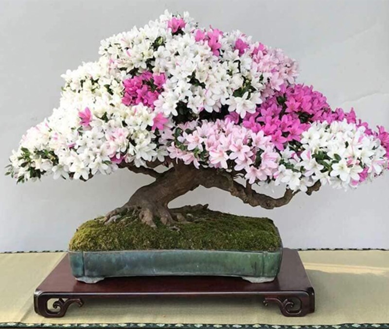Trưng hoa đỗ quyên tại bàn làm việc