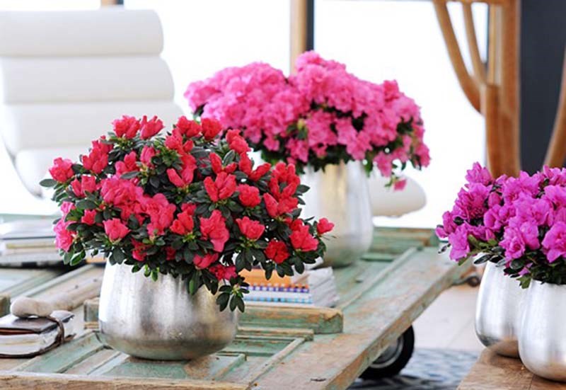 Trưng hoa đỗ quyên trong phòng bếp