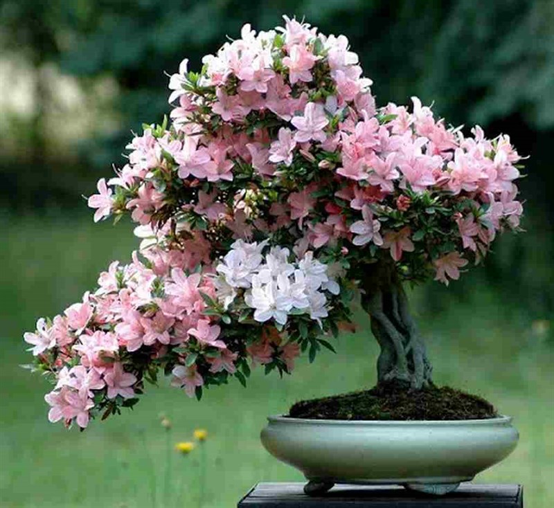 Đặc điểm hoa đỗ quyên