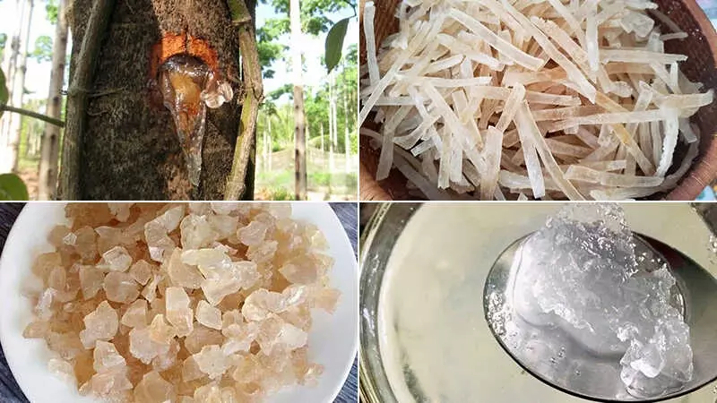 Mủ trôm là chất nhựa tỏa ra từ vỏ thân cây trôm mọc phổ biến ở các vùng nhiệt đới như Việt Nam