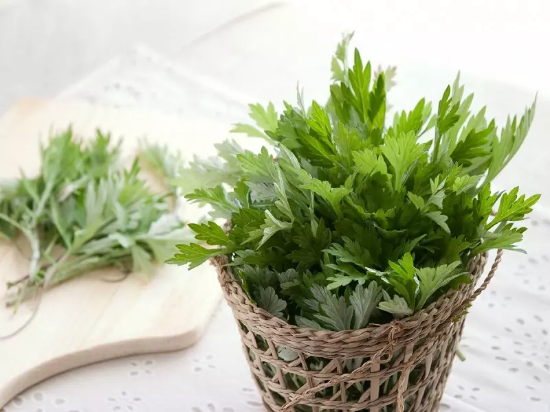 Hợp chất chamazulene hoạt động như một chất chống oxy hóa