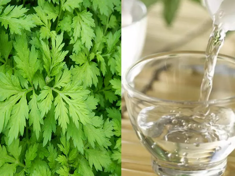 Không dùng ngải cứu dài ngày và quá 4 tuần