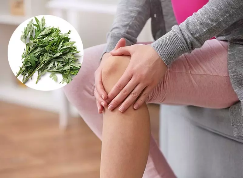 Loại cây này hỗ trợ tốt cho xương khớp giúp giảm đau, kháng viêm