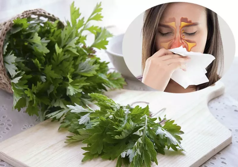 Ngải cứu kết hợp với một số loại thảo dược khác để trị chứng cảm mạo, ho khan,...