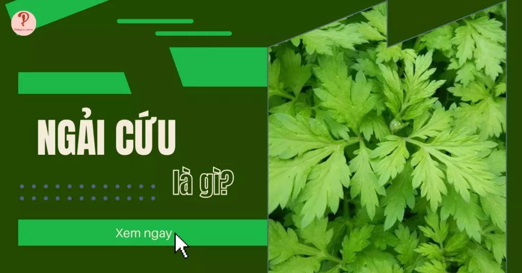Ngải cứu là gì