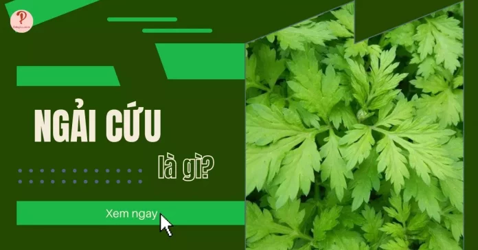 Ngải cứu là gì