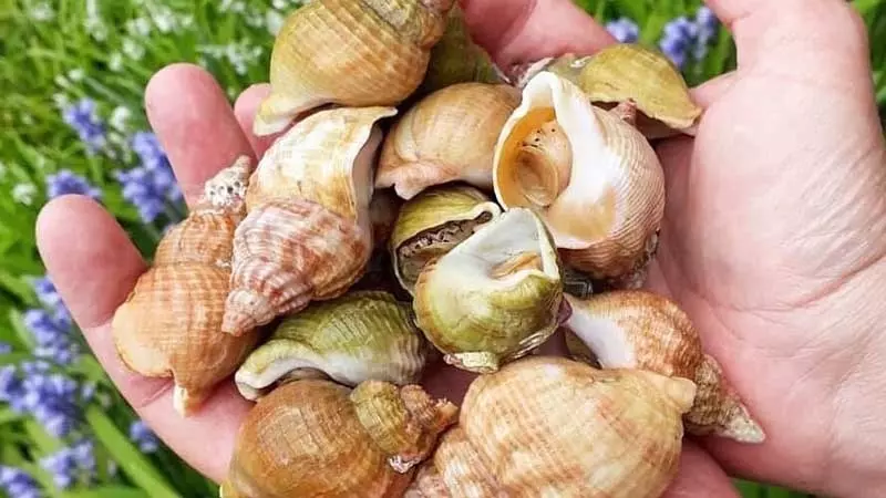 Nguồn gốc của ốc Bulot được tìm thấy ở Pháp