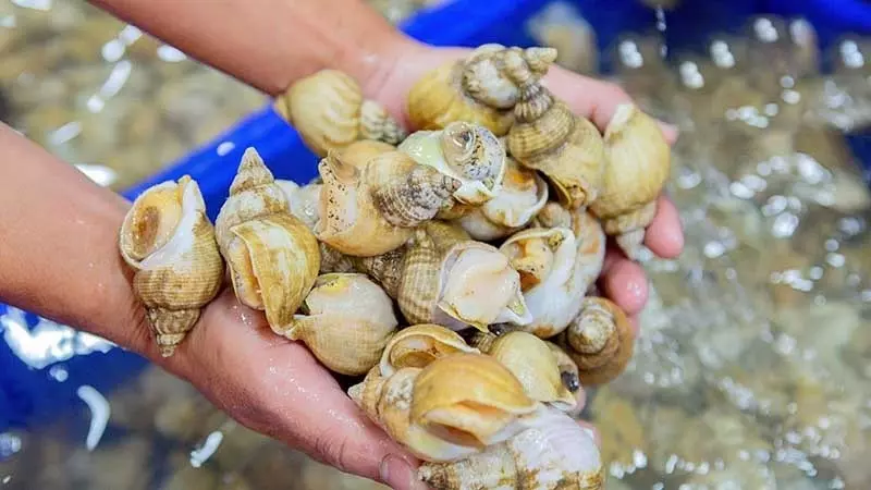 Hương vị ngọt, giòn và đậm đà
