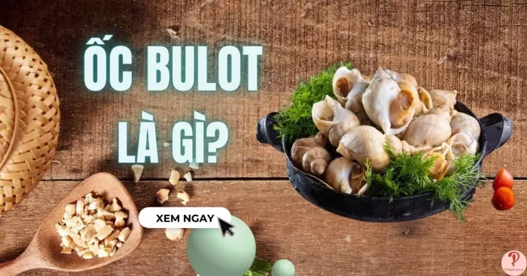 ốc bulot là ốc gì
