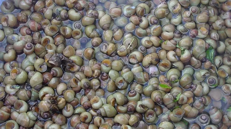 Ốc gạo có tên khoa học là Assiminea lutea