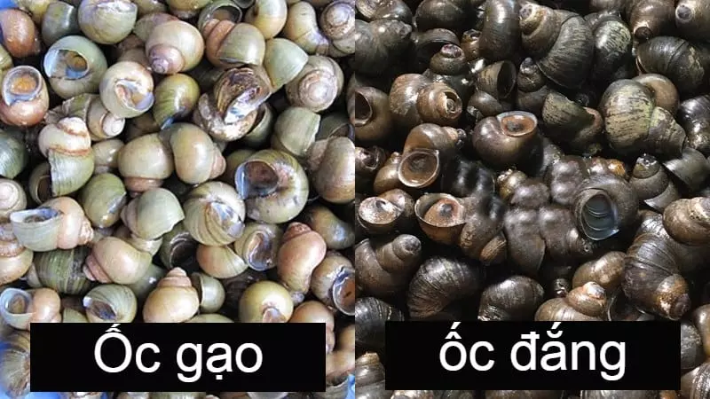 Loài ốc đắng sẽ bám vào thân cây còn ốc gạo sống và ẩn nắp trong cát và đất