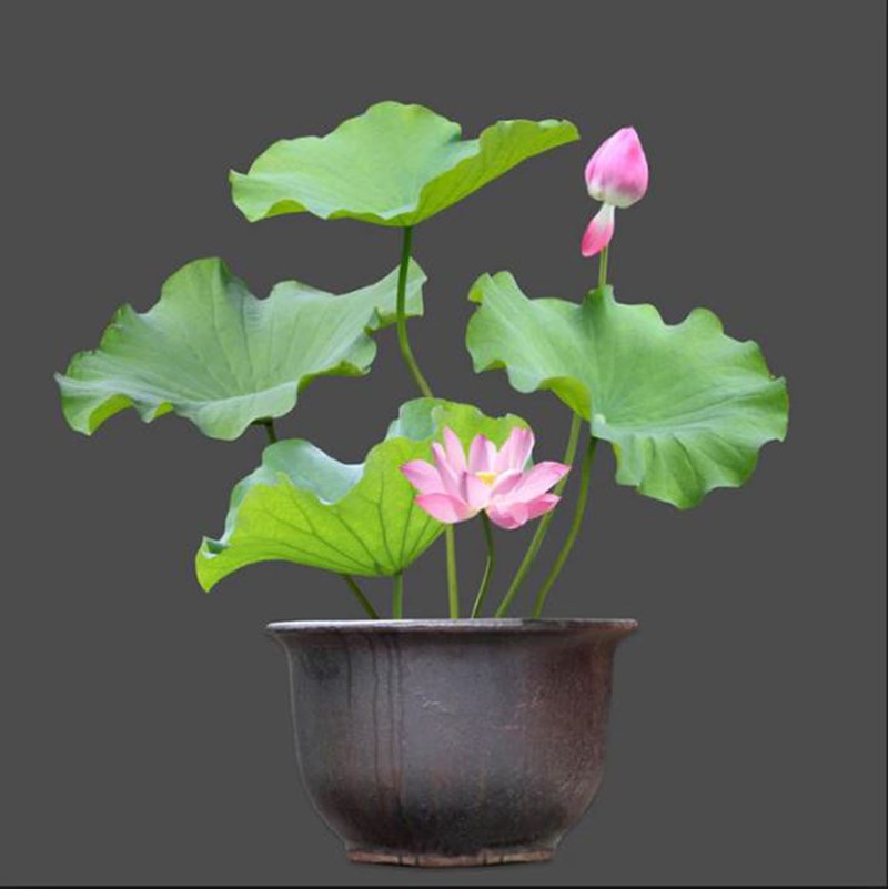 Hoa sen trong phong thuỷ