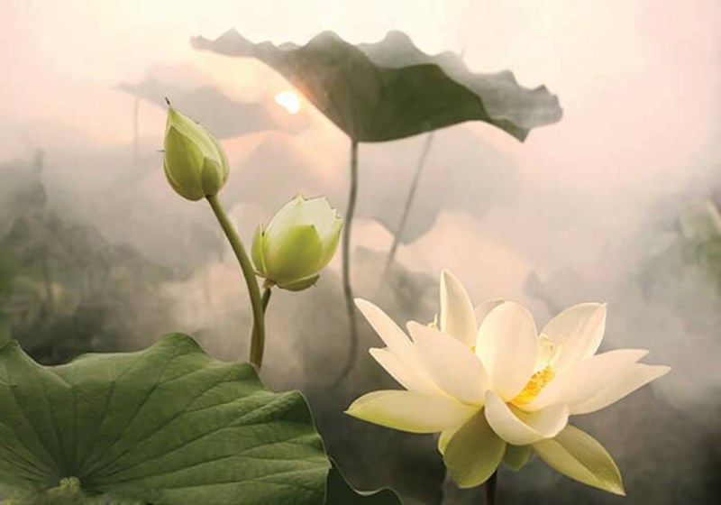 Hoa sen trắng