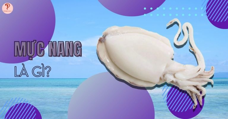 Mực nang là gì? Làm món gì ngon và bao nhiêu 1Kg mực tươi?