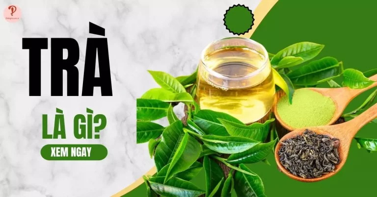 Trà là gì?