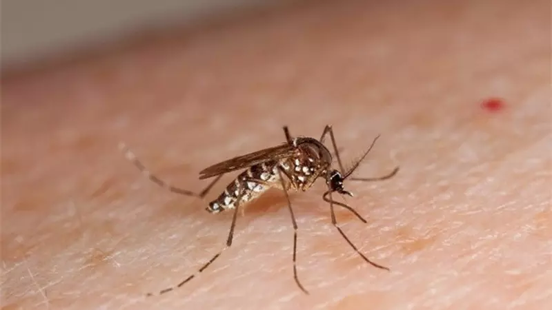 Nguyên nhân gây bệnh sốt xuất huyết bao gồm các loại virus Dengue và muỗi vằn Aedes aegypti