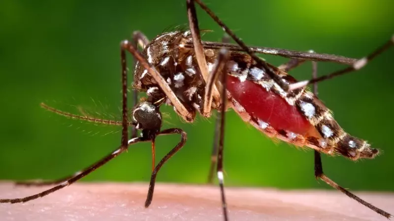 Đường lây truyền phổ biến nhất của bệnh sốt xuất huyết là thông qua muỗi vằn Aedes aegypti