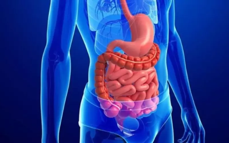 Chất xơ dạng sợi trong bí đao rất tốt cho đường ruột