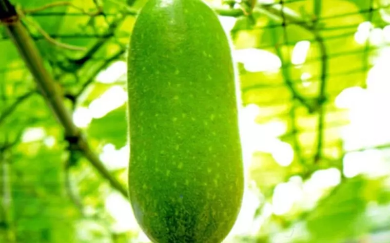 Một số lưu ý khi sử dụng bí đao