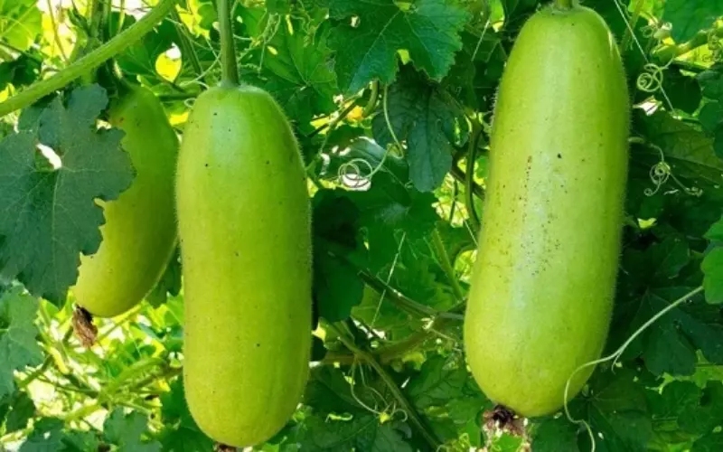 Bí đao và bí xanh là cùng một loại